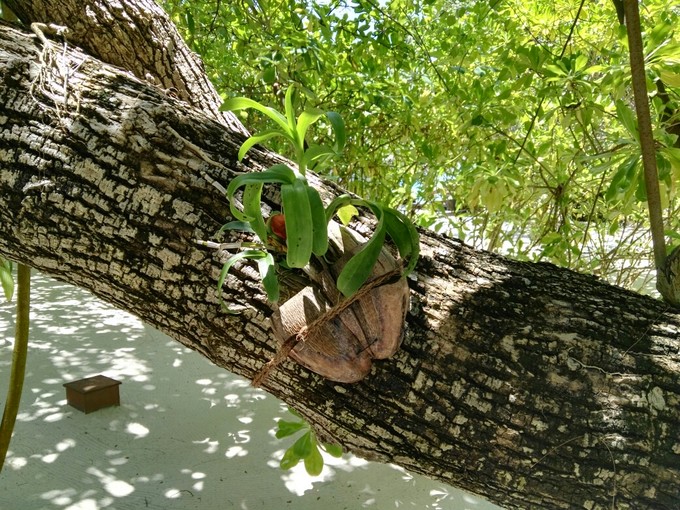泰姬珍品岛 Taj Exotica Resort